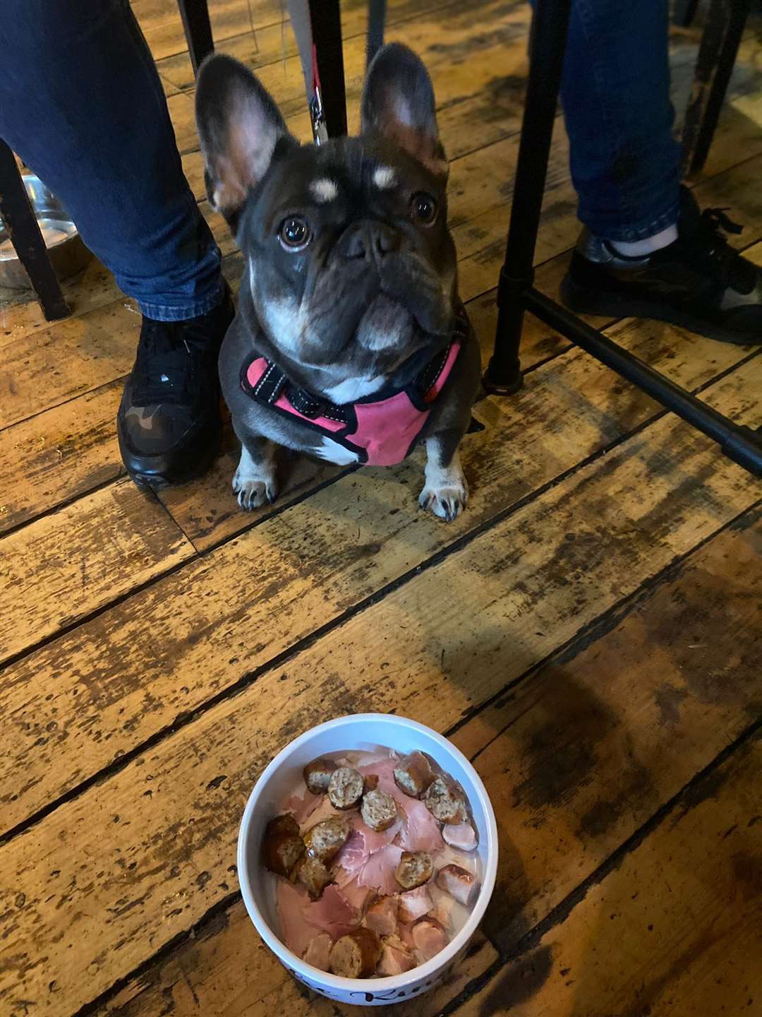Nala enjoying her doggy meal at The Kings Arms in Offham, near West Malling