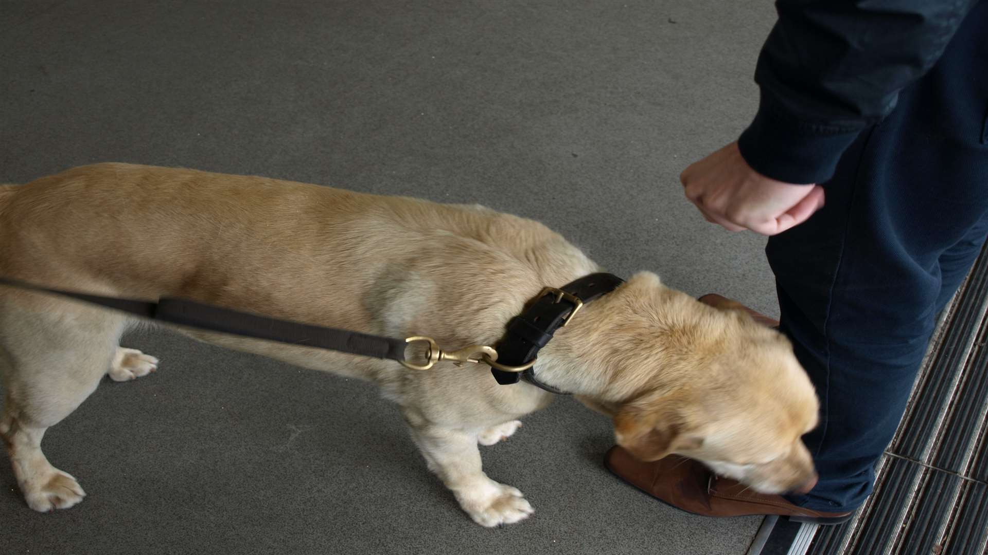 A police sniffer dog at work.