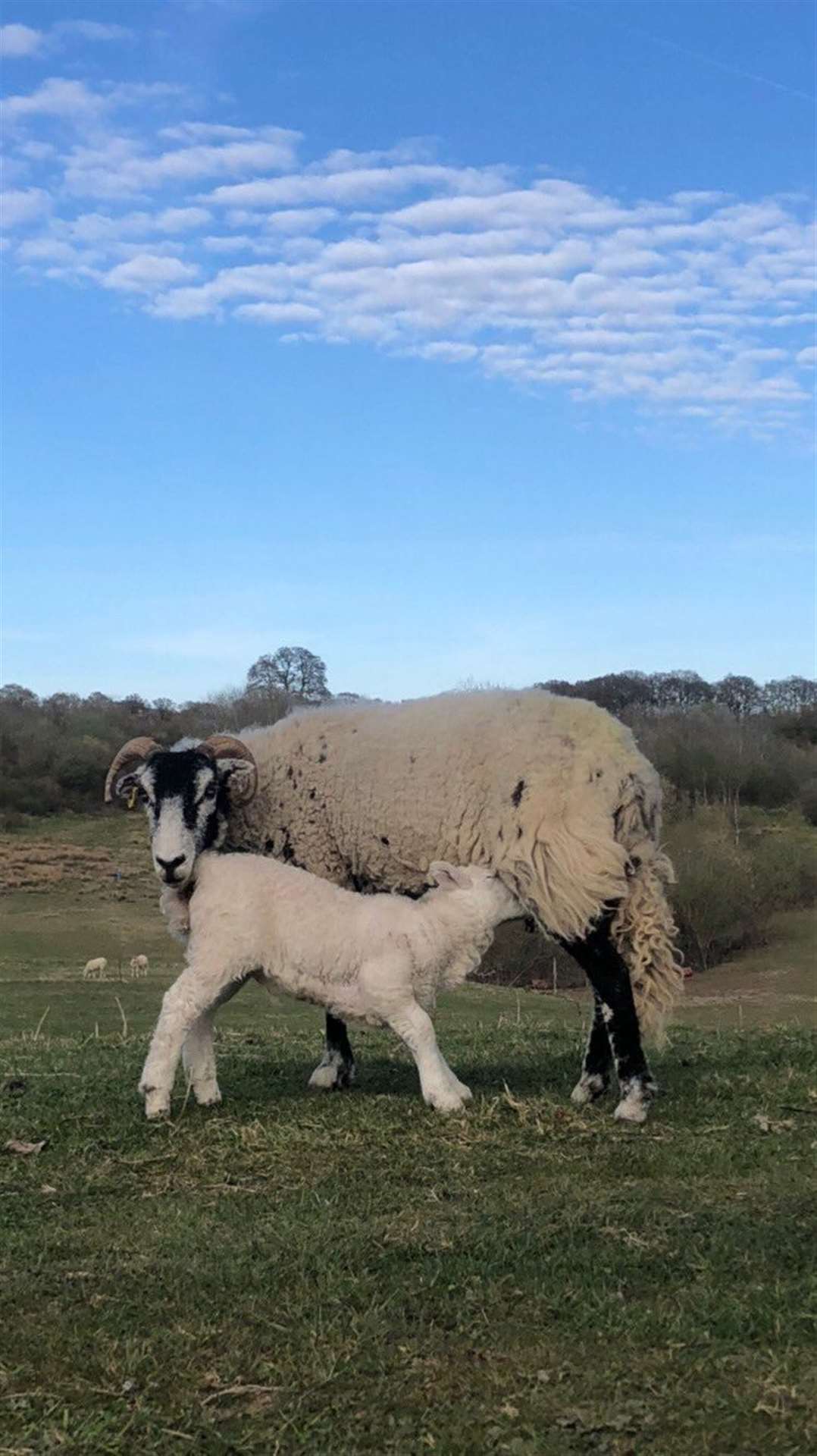 Lambing in Ightham with Andy the shepherd. Picture: @ighthamshepherd on Instagram