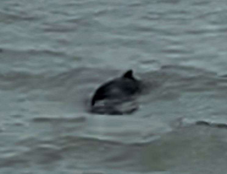 Dolphins spotted in the sea close to the Folkestone Harbour Arm on February 10, 2024. Picture: Emilia Threadgill