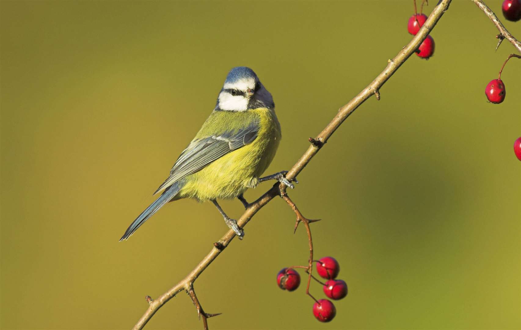 The blue tit was the third most spotted garden bird in Kent Picture: RSPB