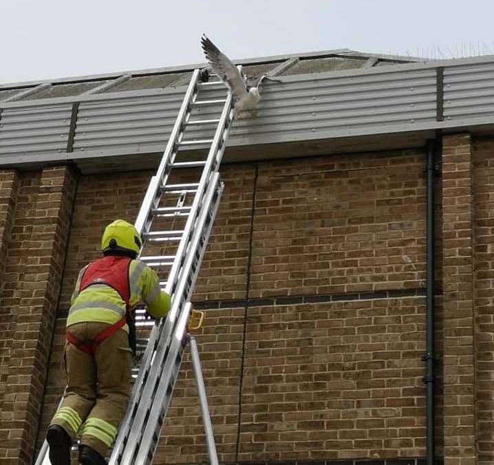 Fire crews rescued a gull that became caught on bird spikes on the roof of Morrisons supermarket in Margate. Picture: Sheila Stone
