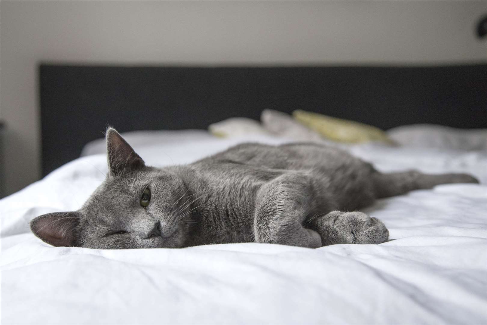 Cats prefer to sleep on their side. Picture: Pixabay, Pexels
