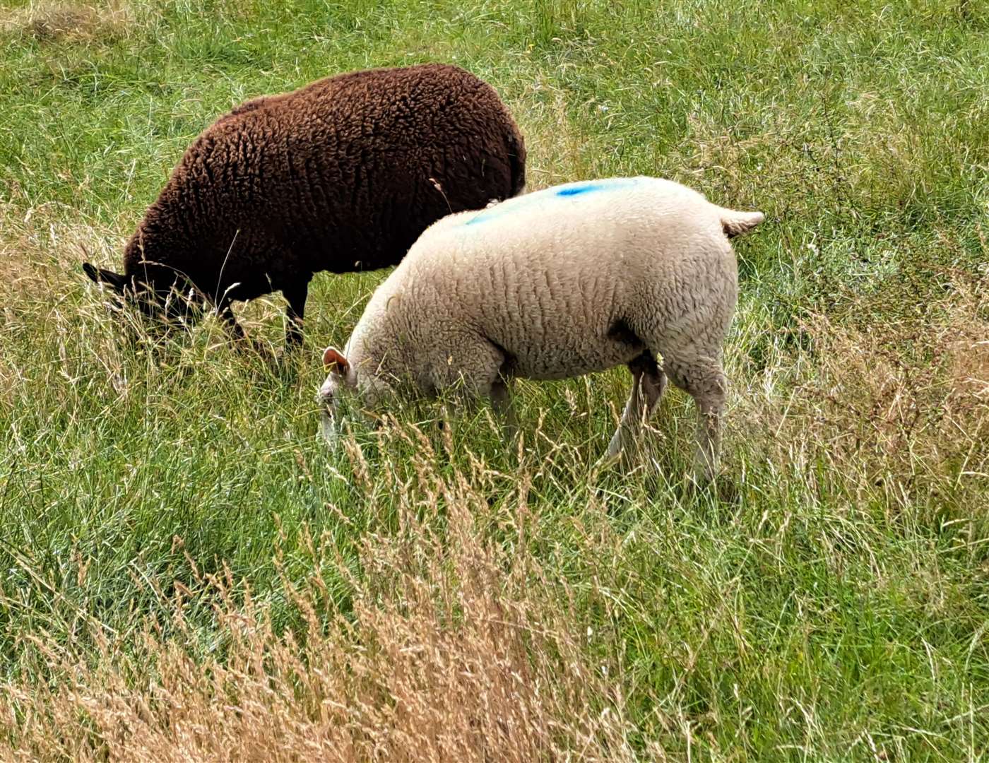 Around 70 sheep graze the land