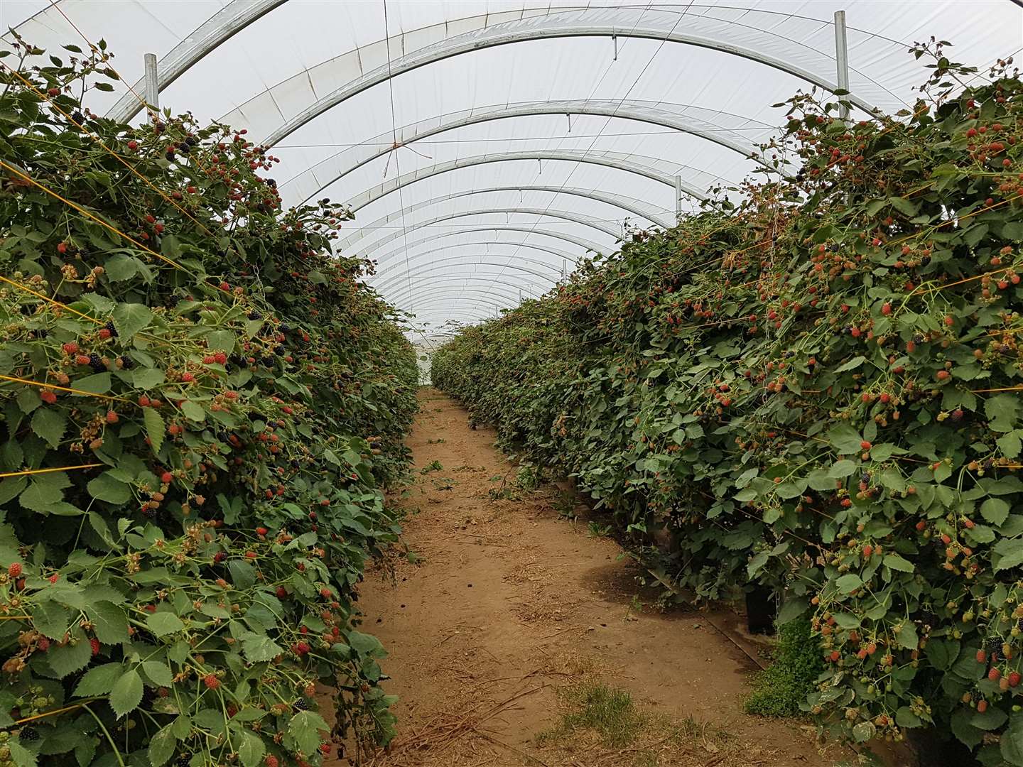 Clock House Farm in Coxheath grows a variety of fruits which it supplies to leading supermarkets