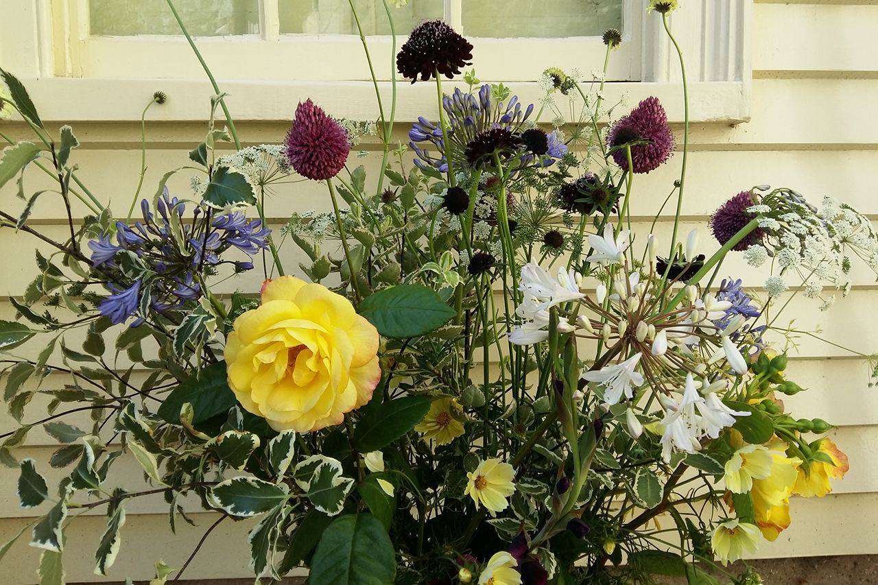 A yellow mix of rose, cosmos xanthos (new dwarf variety) and at the back cephalaria gigantea mixed in with white and blue agapanthus