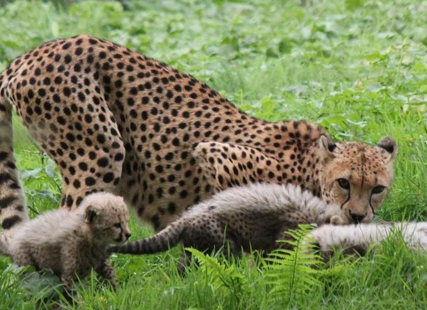 Cheetahs normally avoid humans but can be dangerous if cornered or defending cubs