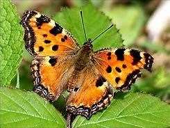 Large tortoiseshell butterfly is classified as 'regionally extinct'. Photo: Stock image.