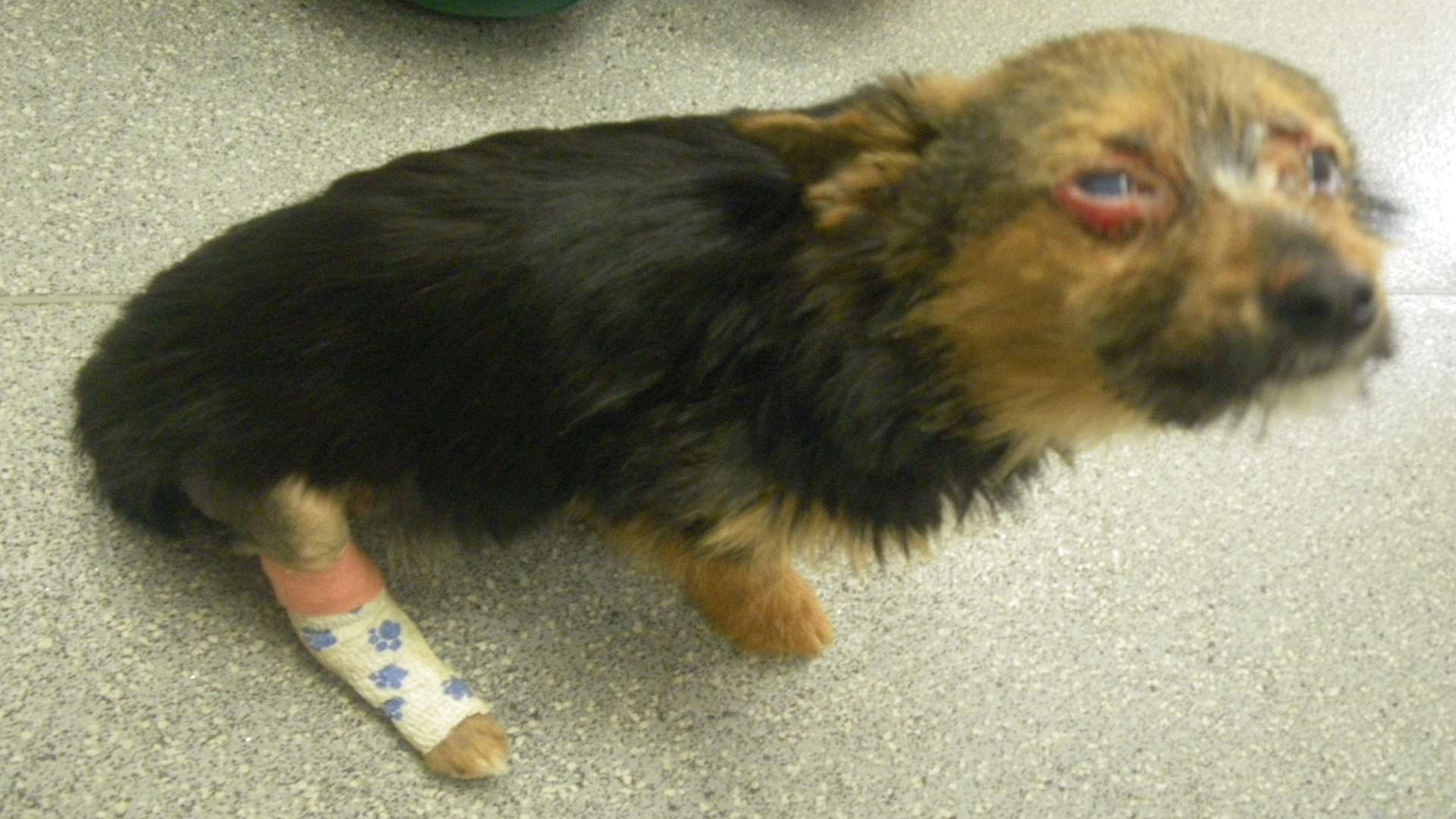 Chunky suffered severe injuries including a broken neck and leg