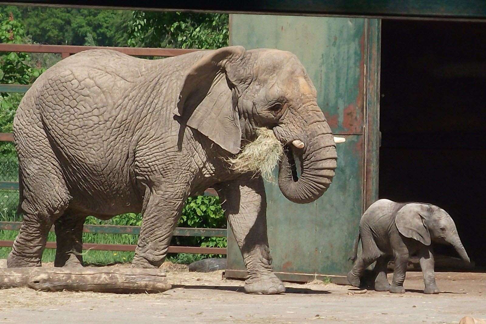 Howletts, which has the UK's largest elephant herd, and Port Lympne will remain open