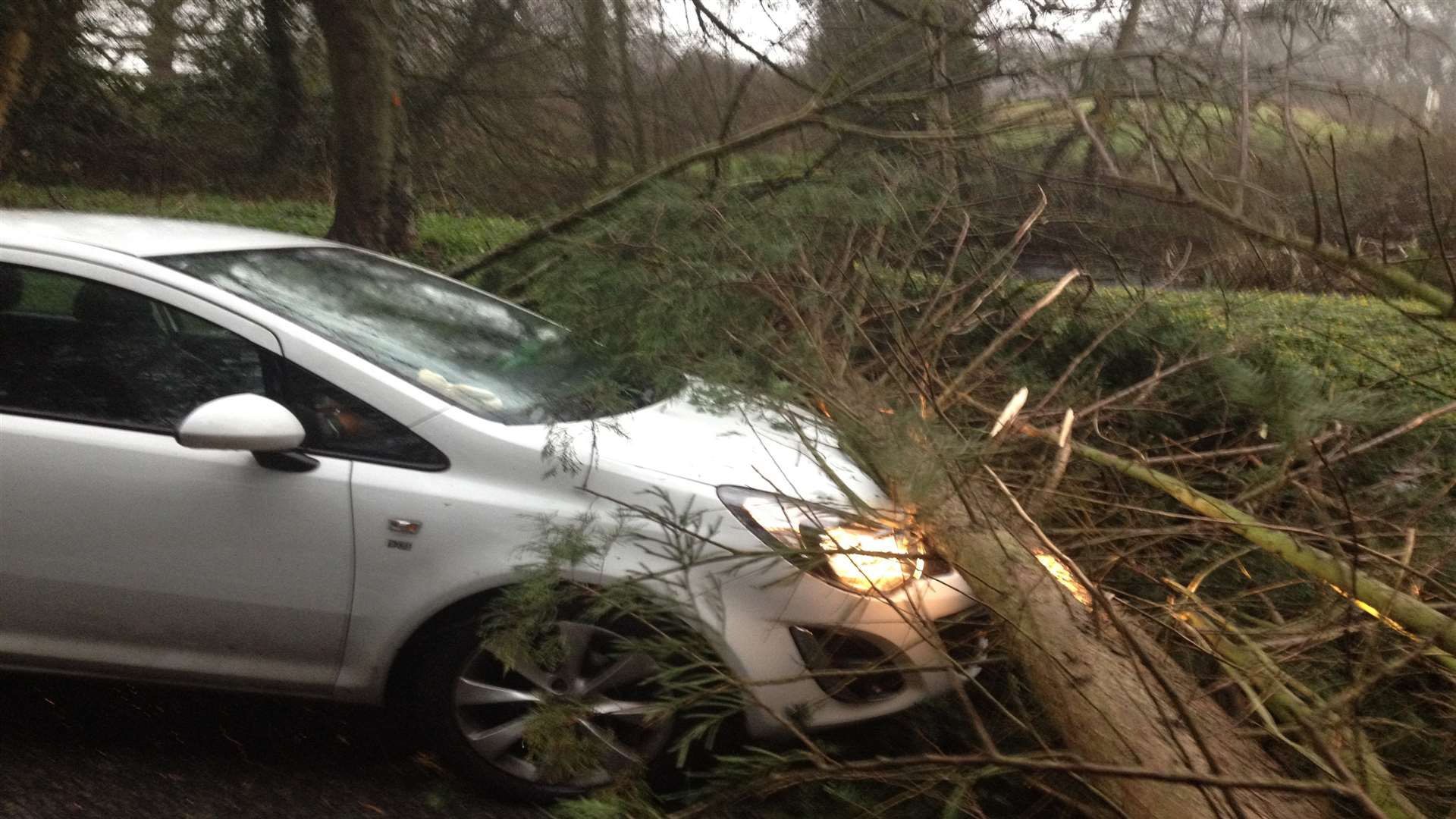 A tree fell on Tracey Cox's car during freak weather
