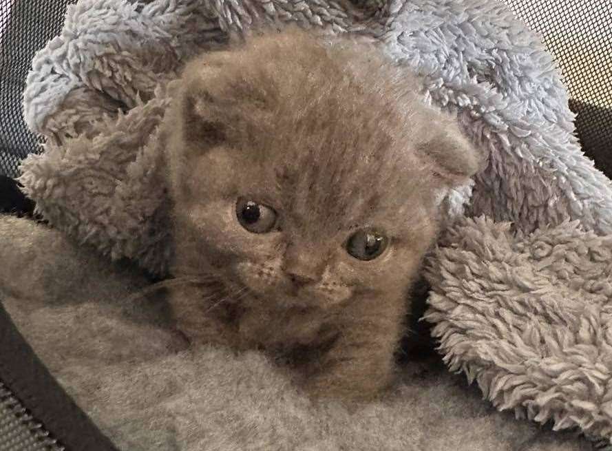 Penelope the kitten was dumped in Gravesend. Picture: Wisteria Cat rescue