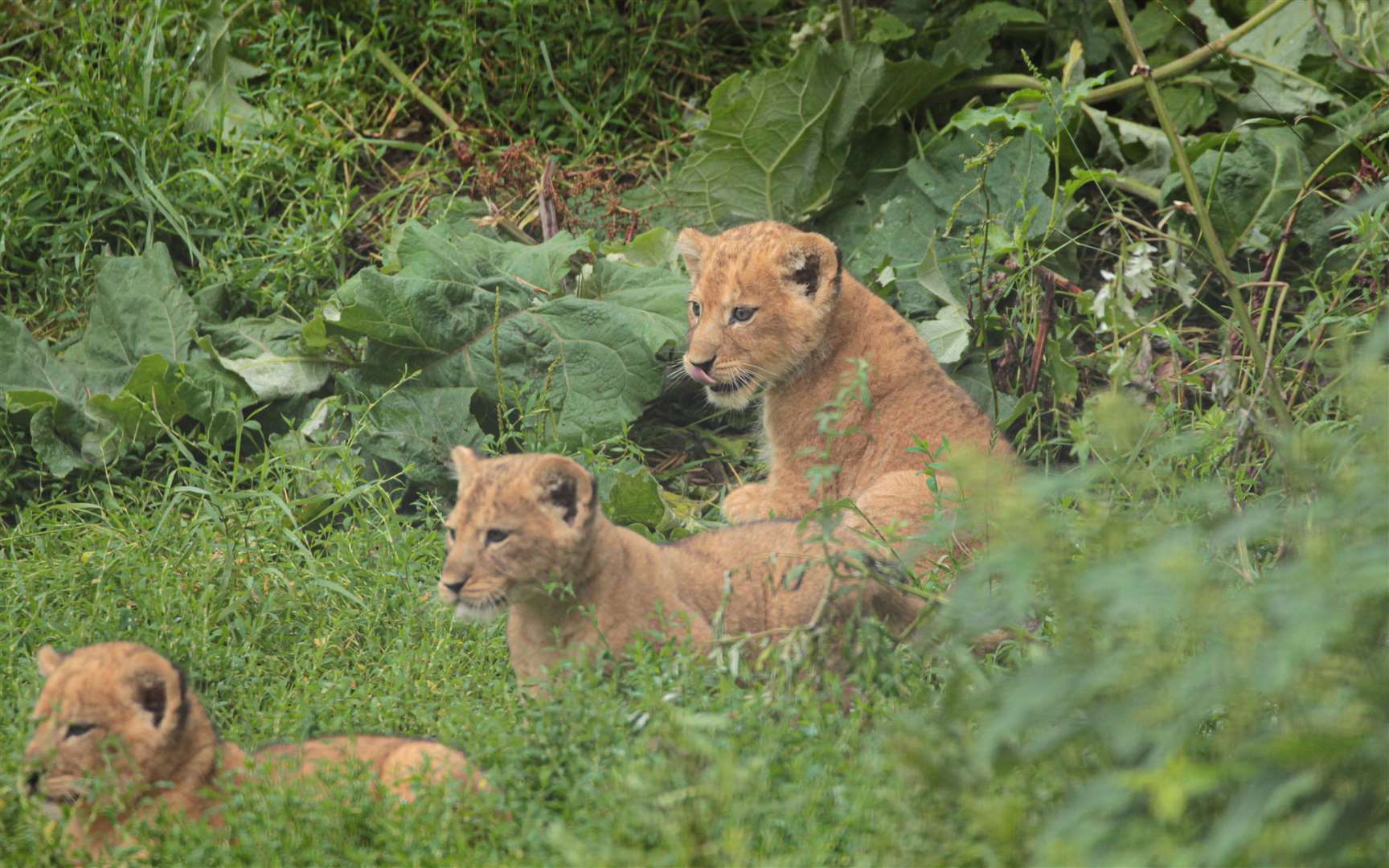 They were born to third time parents Oudrika and Adras. Photo: David Rolfe