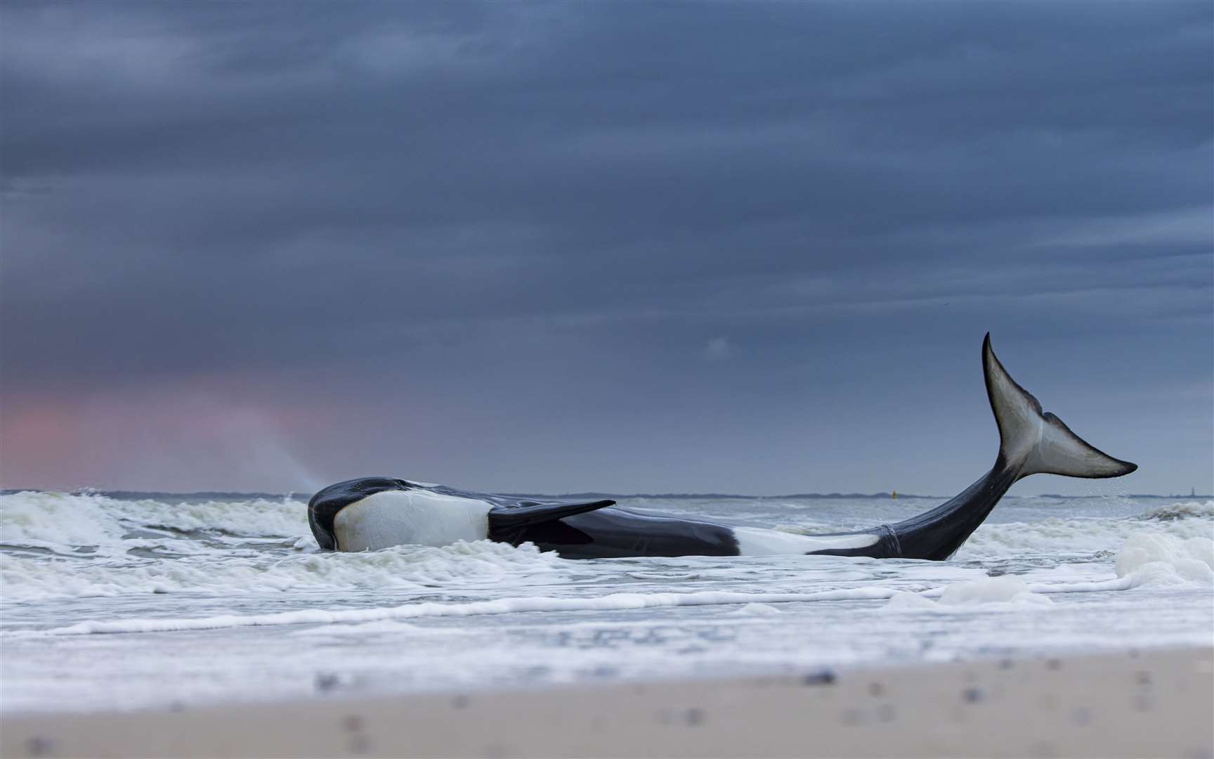 This beached orca was later found to be sick and malnourished, likely from industrial chemical poisoning (Lennart Verheuvel/Wildlife Photographer of the Year/PA)