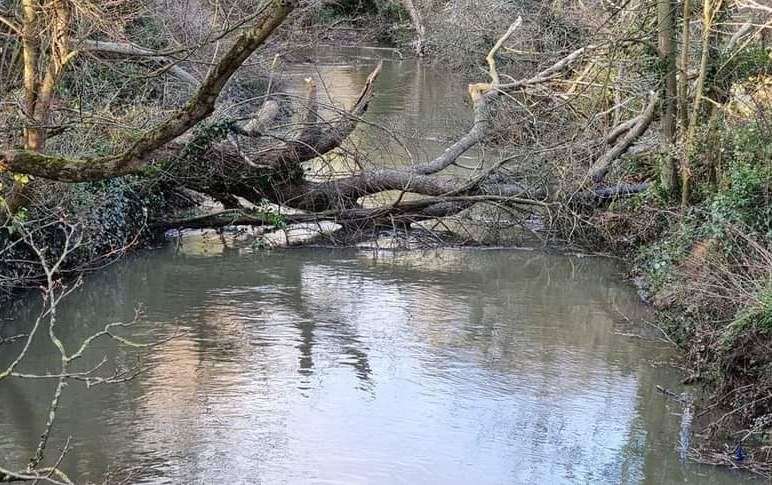 A tree fell into the River Stour. Picture: Martin Skinner
