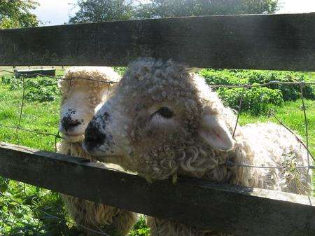 Some of the sheep at Wrotham Place, owned by Duncan Lawrie.