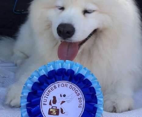 Stig was a winner at last year's Futures for Dogs dog show