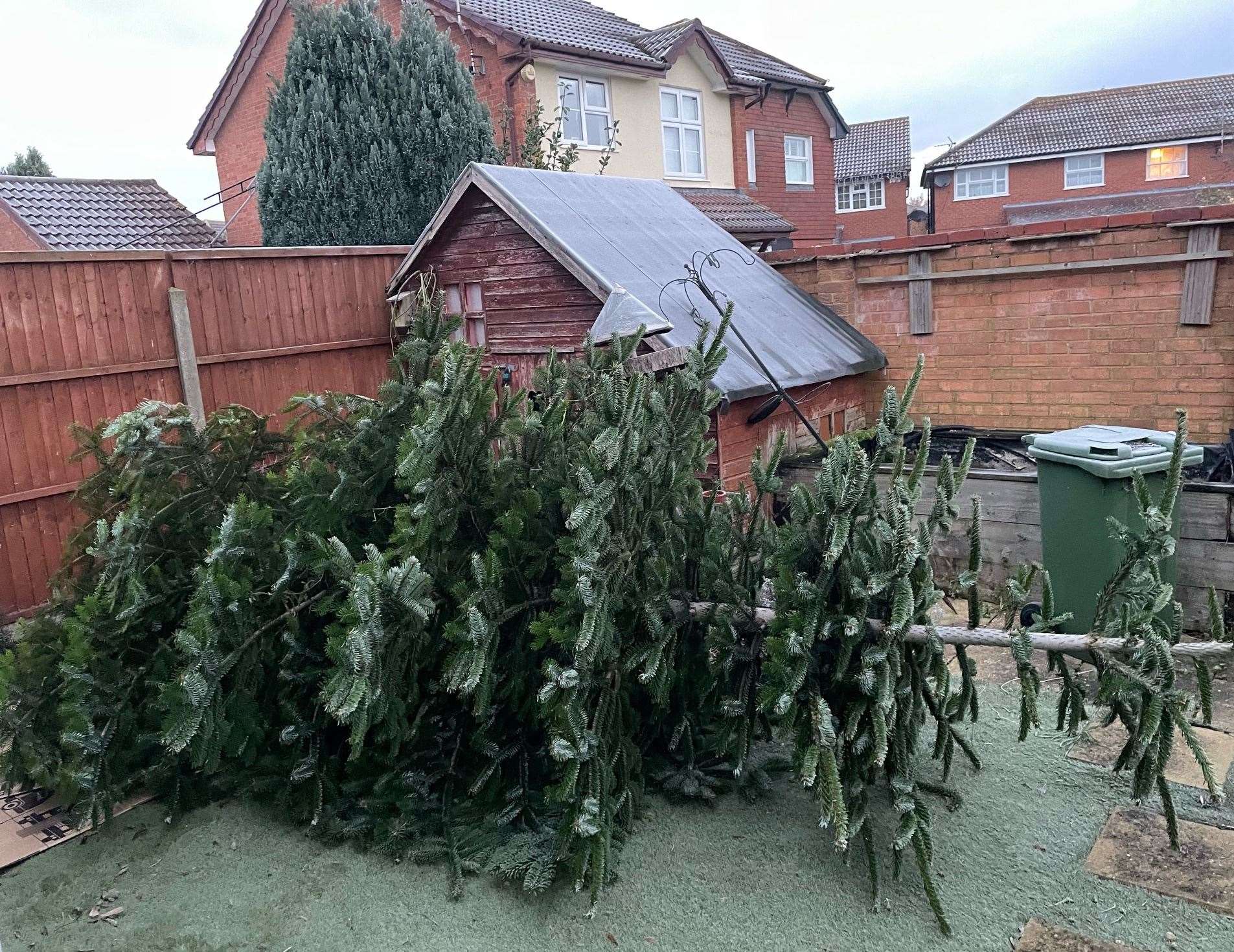 The tree in Hannah Brown’s garden had to be cut down. Picture: Hannah Brown