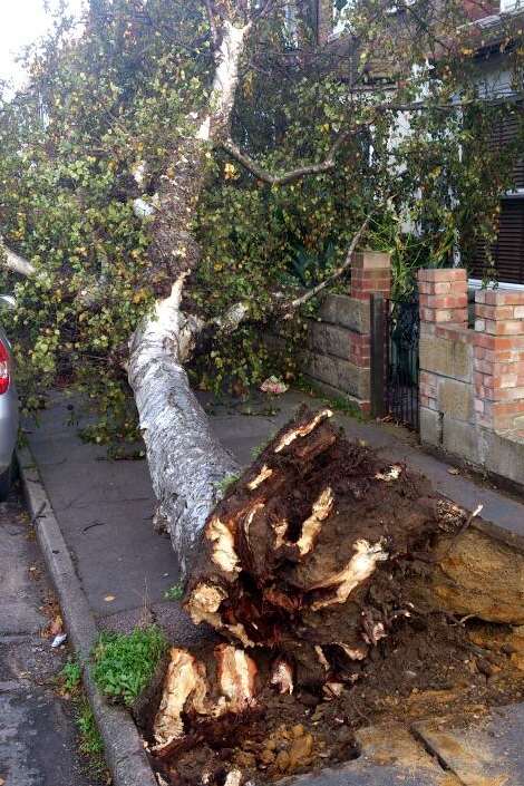 A tree is uprooted in Park Avenue, Northfleet