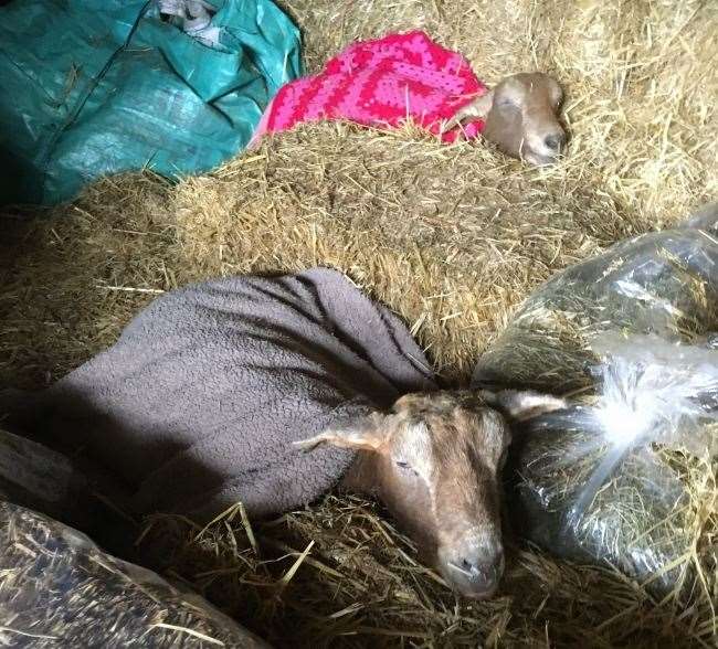 Twinkle, back in pink, died after a firework was thrown in his stable in Maidstone