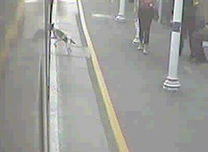 CCTV stills of Frankie the dog from Gravesend getting onto a train to London
