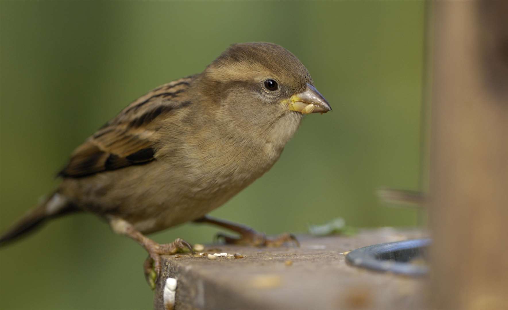 It's not all good news for the humble house sparrow (Passer domesticus) Picture: RSPB