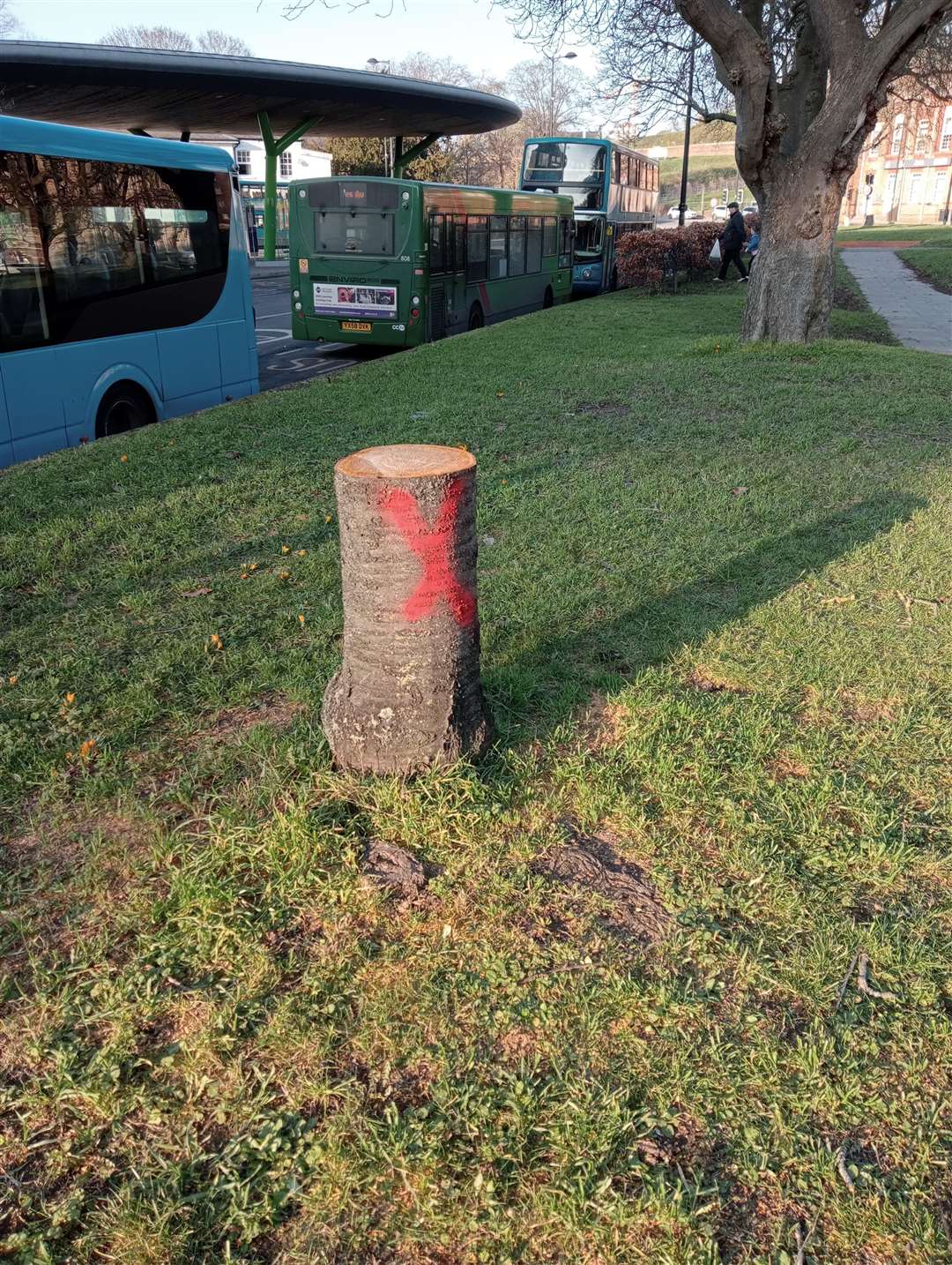 Trees in "poor condition" have been lopped