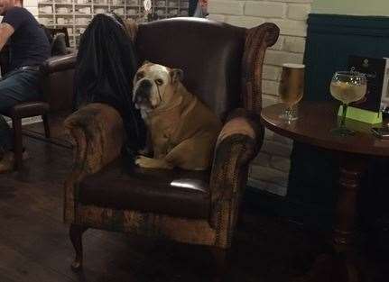 I’m not sure why Stanley looks so sad – doesn’t he realise he’s lucky to live in the best pub in Maidstone?