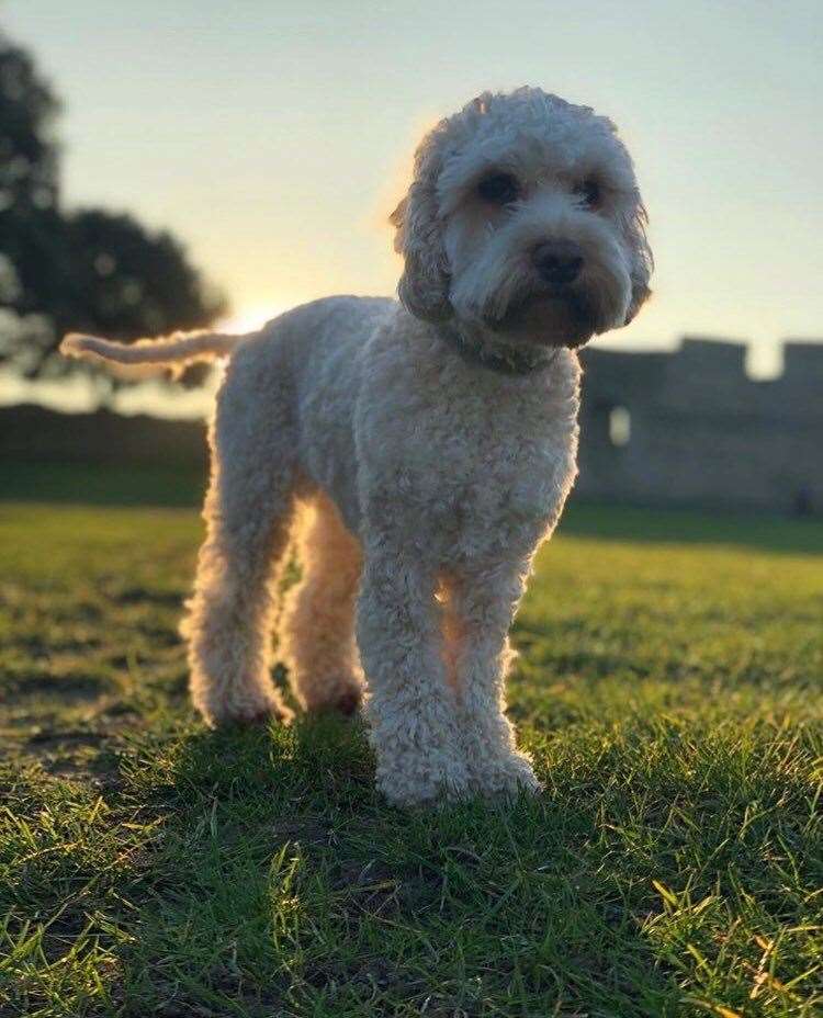 Pepper the cockapoo was found by the tracks between Chatham and Rochester (12017237)