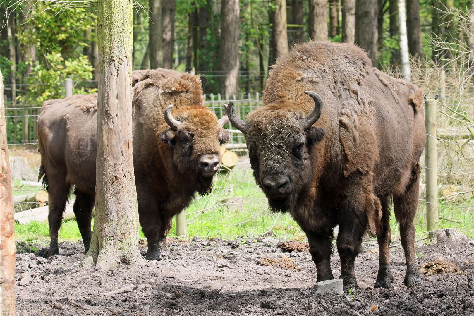 Bison at the Wildwood Trust near Canterbury and Herne Bay. Picture: Wildwood Trust