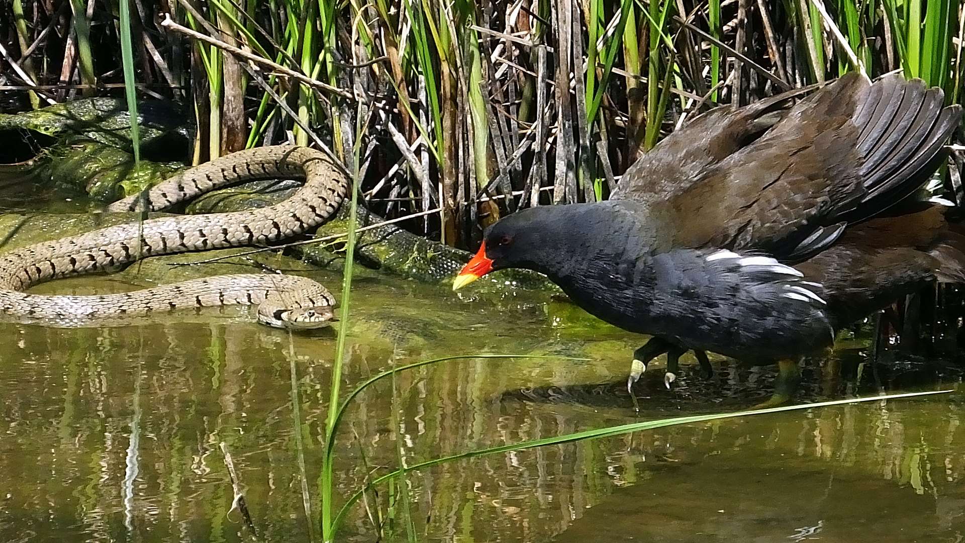 Stand off between a moorhen and a grass snake at Riverside Country Park. Copyright Paul Fouracre