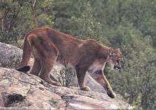 A puma - could it be the big cat recently sighted?