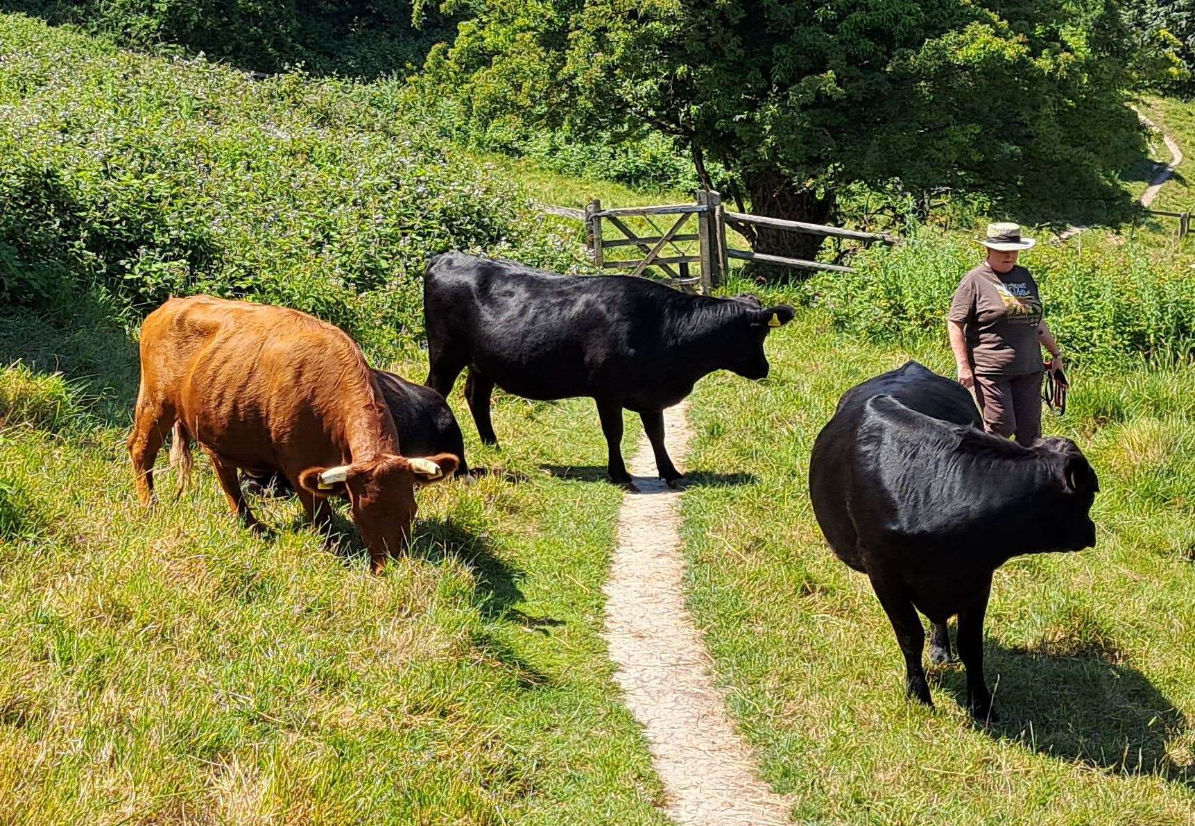 Cattle and walkers regularly meet on the Western Heights
