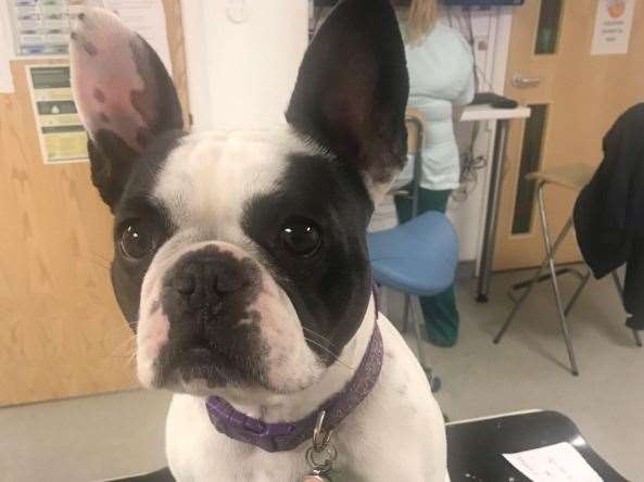 Nelly the French bulldog