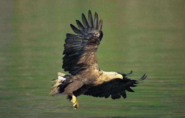 A white-tailed eagle. Stock image: C Gomersall, RSPB