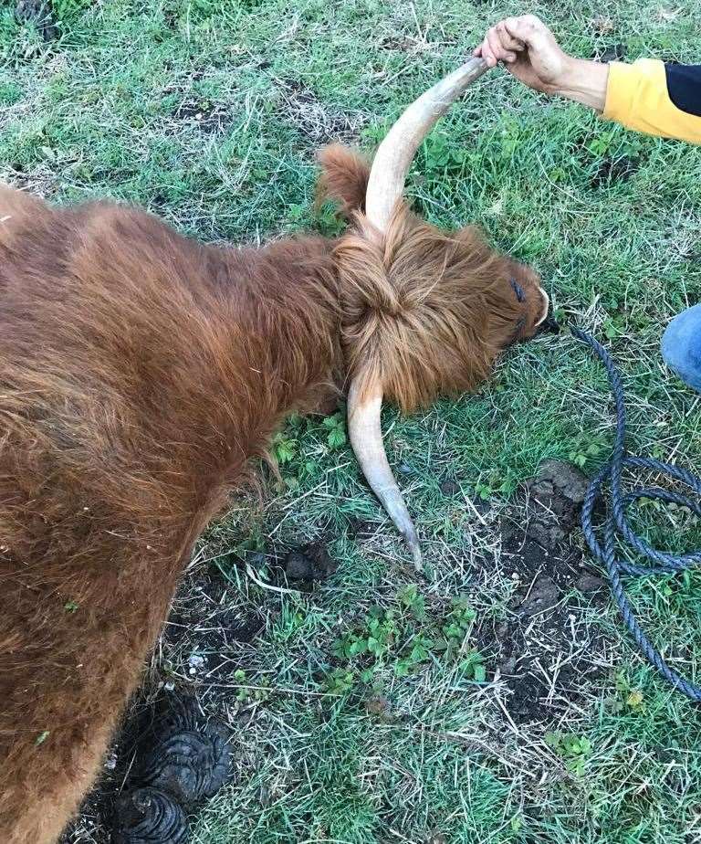 Highland cow being sedated to remove roller skate wheel from horn. Picture: Alison Ruyter