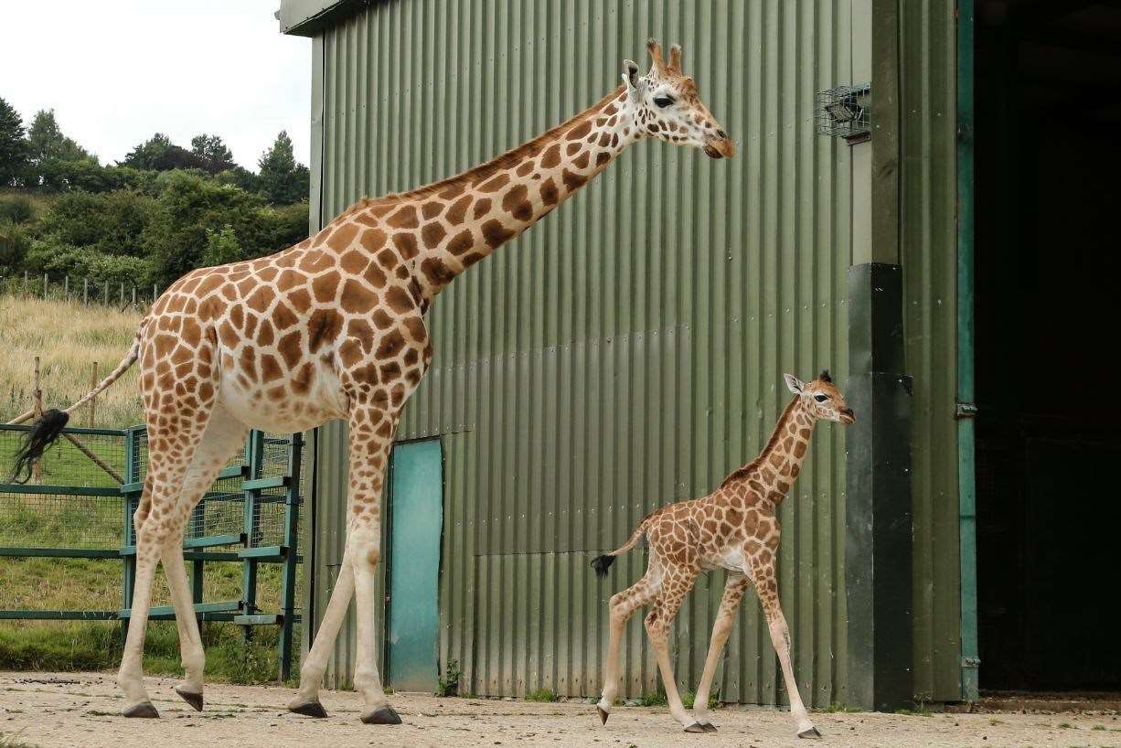 Port Lympne has a herd of eight giraffe including two calves born last year. Picture: Port Lympne Reserve