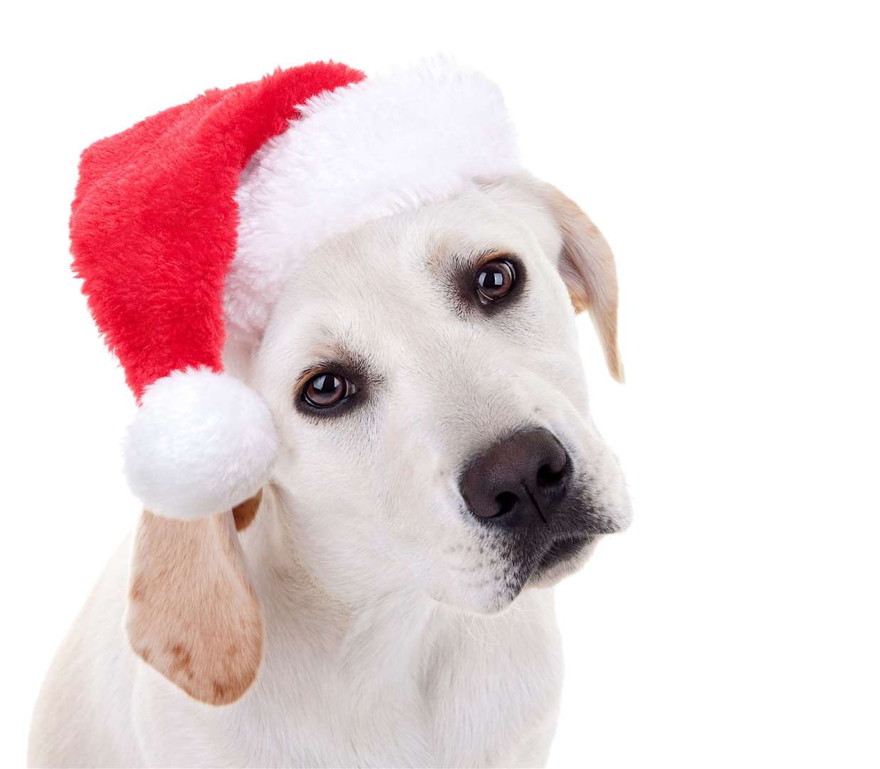 Christmas isn't just for humans Picture: iStock