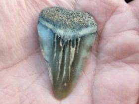 The mako shark tooth fossil found by Rebecca Killick. Picture: Rebecca Killick