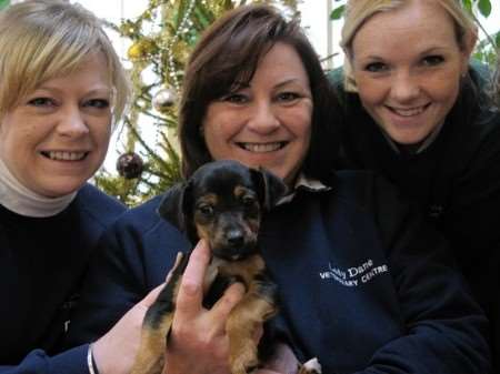 Vet staff Val Smith, Karin Cornock and Tania Heathfield with the abandoned puppy