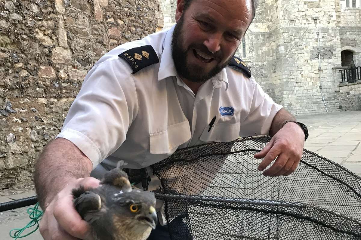 The sparrowhawk with its rescuer, RSPCA inspector Dave Grant.