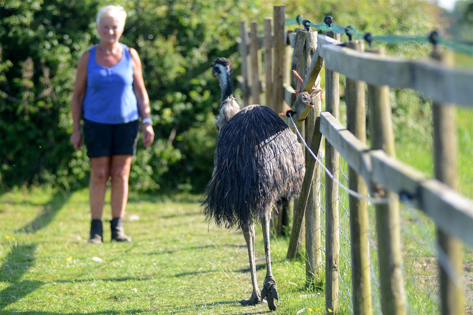 Farm owner Nan Fraser gets to know the emu who arrived at her property in Shadoxhurst