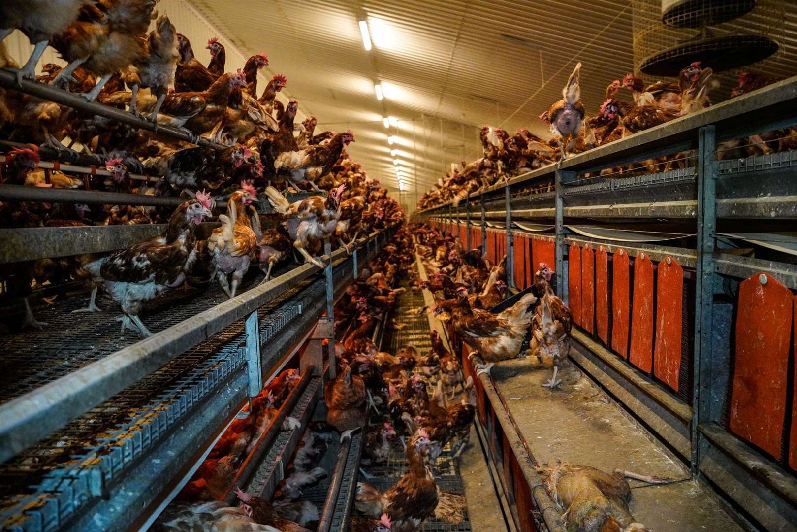 The appalling condition of some of the chickens found at Hoads Farm Picture: DxE