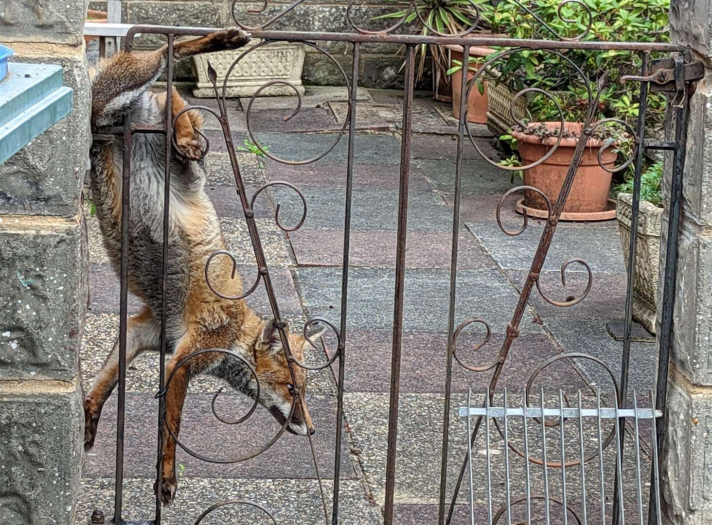A fox which got stuck in a gate in Sevenoaks