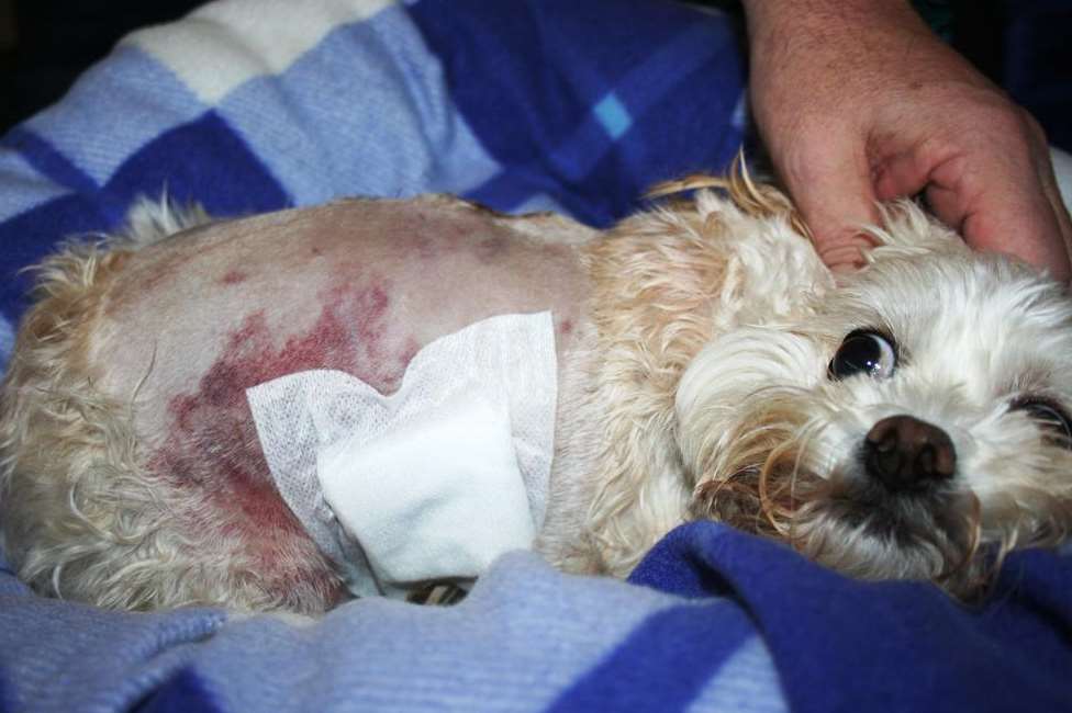 Patsy is fighting to recover from multiple injuries cause when she was savagely attacked by a larger dog