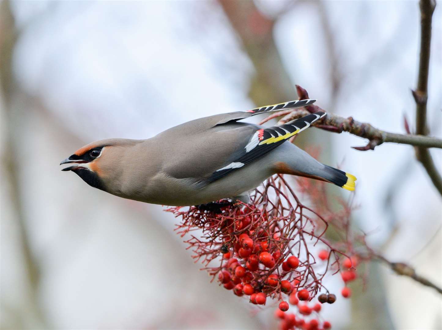 The waxwings' visit has given the opportunity for some beautiful photography. Photo Paul Turner