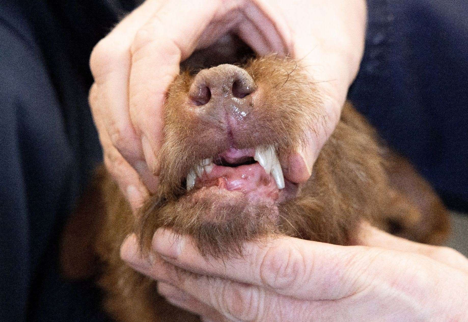 Fudge had injuries to the front of his mouth and a number of teeth missing. Robert Mills and Jack Mills admitted causing him unnecessary suffering. Pic: RSPCA