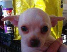 Stolen chihuahua pup Crystal