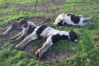 Three ponies found in Sevenoaks in December