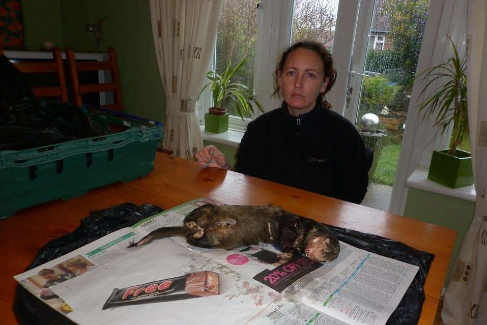 Sue Proudfoot with the female pole cat ferret